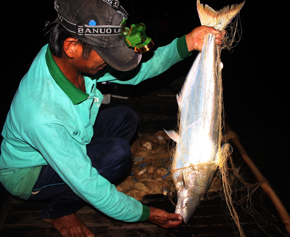 Mùa cá bông lau bắt đầu từ trước Tết cho đến tháng 2 âm lịch, trên các con sông ở An Giang, Cần Thơ, Đồng Tháp..