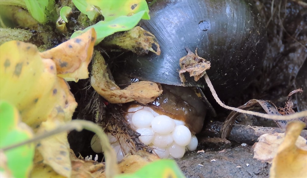 Cận cảnh một con ốc bươu đen trong mương vườn ông Thanh đang đẻ trứng.