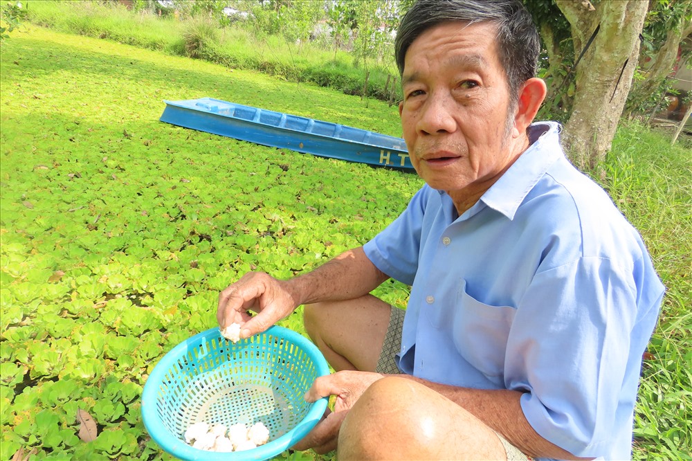 Để theo dõi và chăm sóc kịp thời, ông Thanh đi nhặt trứng ốc mỗi ngày, vì ốc trong ao sinh quanh năm. Để có đủ ốc nở đúng chất lượng, một tổ ốc có giá 50 - 70 nghìn đồng tùy lớn nhỏ.