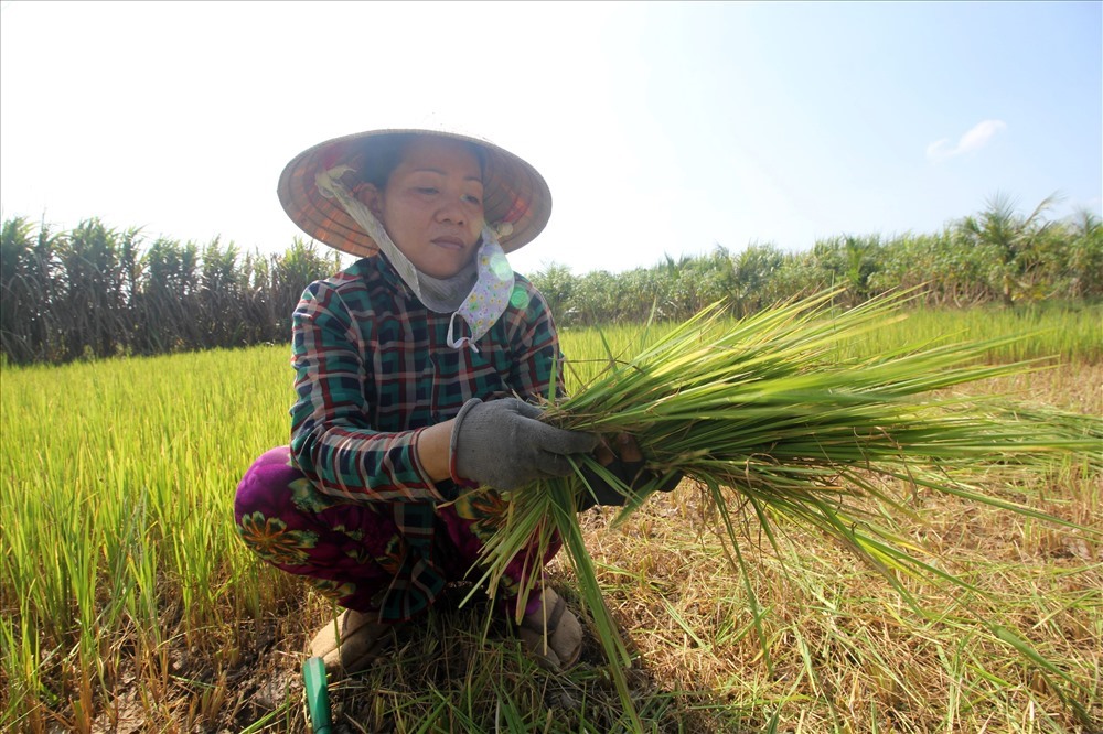 Đến nay đã có hơn 6.000 hộ dân ở Trà Vinh có lúa bị thiệt hại do hạn mặn