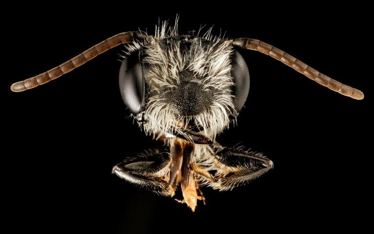 Con ong đực Andrena perplexa này đã bị bắt ở Maryland vào ngày 16.5. Những con ong đực và cái trông rất khác nhau đến nỗi các chuyên gia cần hướng dẫn về cả hai giới tính cho mỗi loài. Con đực có xu hướng ít tóc và hầu như luôn nhỏ hơn con cái. Ảnh (SAM DROEGE)