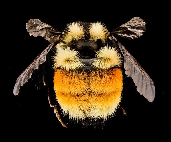 Loài ong vò vẽ ba màu này (Bombus ternarius) đến từ Adirondacks ở bang New York. Các mảng màu đỏ trên lưng của nó là rất hiếm đối với ong vò vẽ ở Bờ Đông, theo lời ông Droege. Các dấu hiệu phổ biến hơn trên những con ong ở phía tây của đất nước. Ảnh (SAM DROEGE)