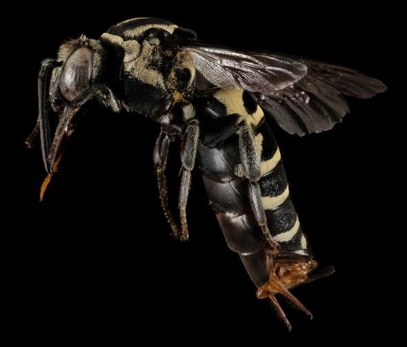 Triepeolus monardae là loài ong vò vẽ cực kì hiếm, nó đã không được nhìn thấy trong 20 năm cho đến khi một nhà nghiên cứu tìm thấy trong một đồn điền lá dài tại Georgia hai năm trước. Ảnh (SAM DROEGE)