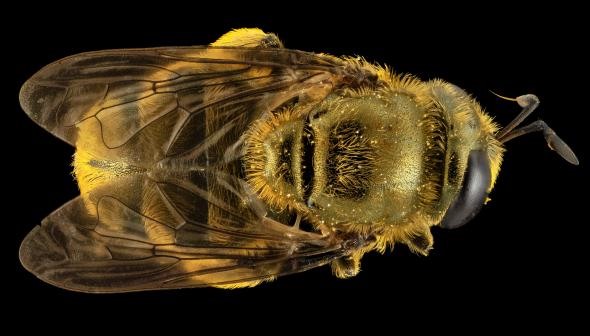 Kẻ mạo danh này có thể trông giống như một con ong, thậm chí nó đã đánh lừa được nhà khoa học Droege khi bị bắt ở Maryland, nhưng thực ra nó là một con ruồi ( Microdon ) giả dạng một con ong. Thay vì bay lơ lửng như một con ruồi, loài nhái này di chuyển linh động như một con ong. Ảnh (SAM DROEGE)