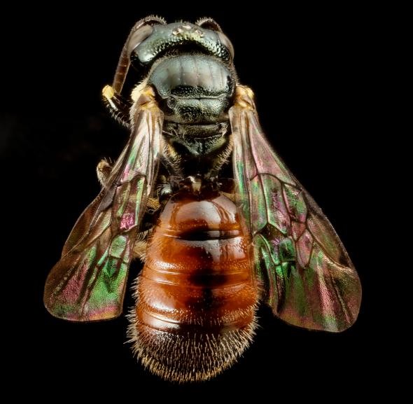 “Con ong siêu nhỏ” này là một loài ong ba màu Ceratina đực và nó có kích thước chỉ bằng một nửa hạt gạo. Một nhà nghiên cứu chuyên về nhóm này đã bắt được mẫu vật ở Panama. Ảnh (SAM DROEGE)