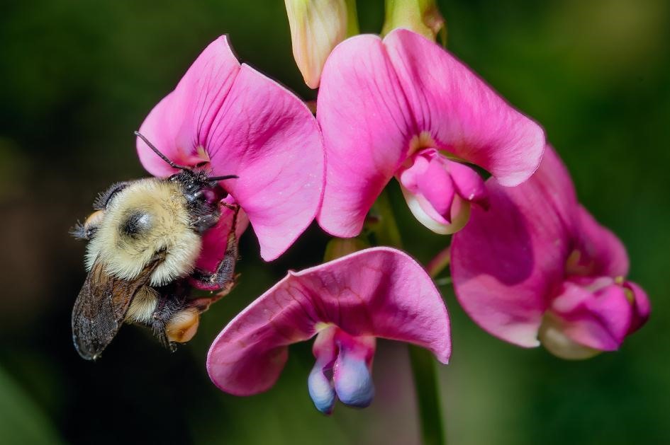 Bumblebees là loài ong thợ chính hiệu, nó giúp thụ phấn cho nhiều loại thực vật hoang dã, cũng như các loại cây trồng quan trọng như cà chua, bí, và nhiều loại quả mọng khác. Ảnh (ANTOINE MORIN)