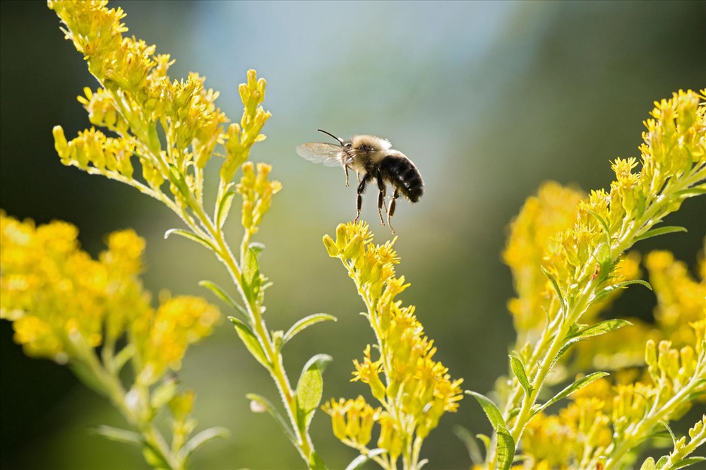( Bombus impatiens ) là loài ong vò vẽ rất quan trọng trong vai trò thụ phấn cho cây. Hiện tại, loài côn trùng này đang bị đe dọa bởi nhiệt độ trái đất tăng cao và các yếu tố môi trường khác. Ảnh (Clay Bolt)
