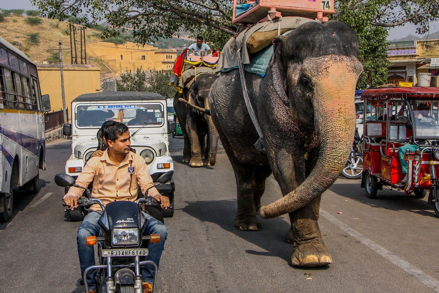 Voi ung dung hoà mình vào dòng xe cộ trên đường, tại thành phố Jaipur, thủ phủ của bang Rajasthan, miền tây Ấn Độ. Ảnh: BoredPanda