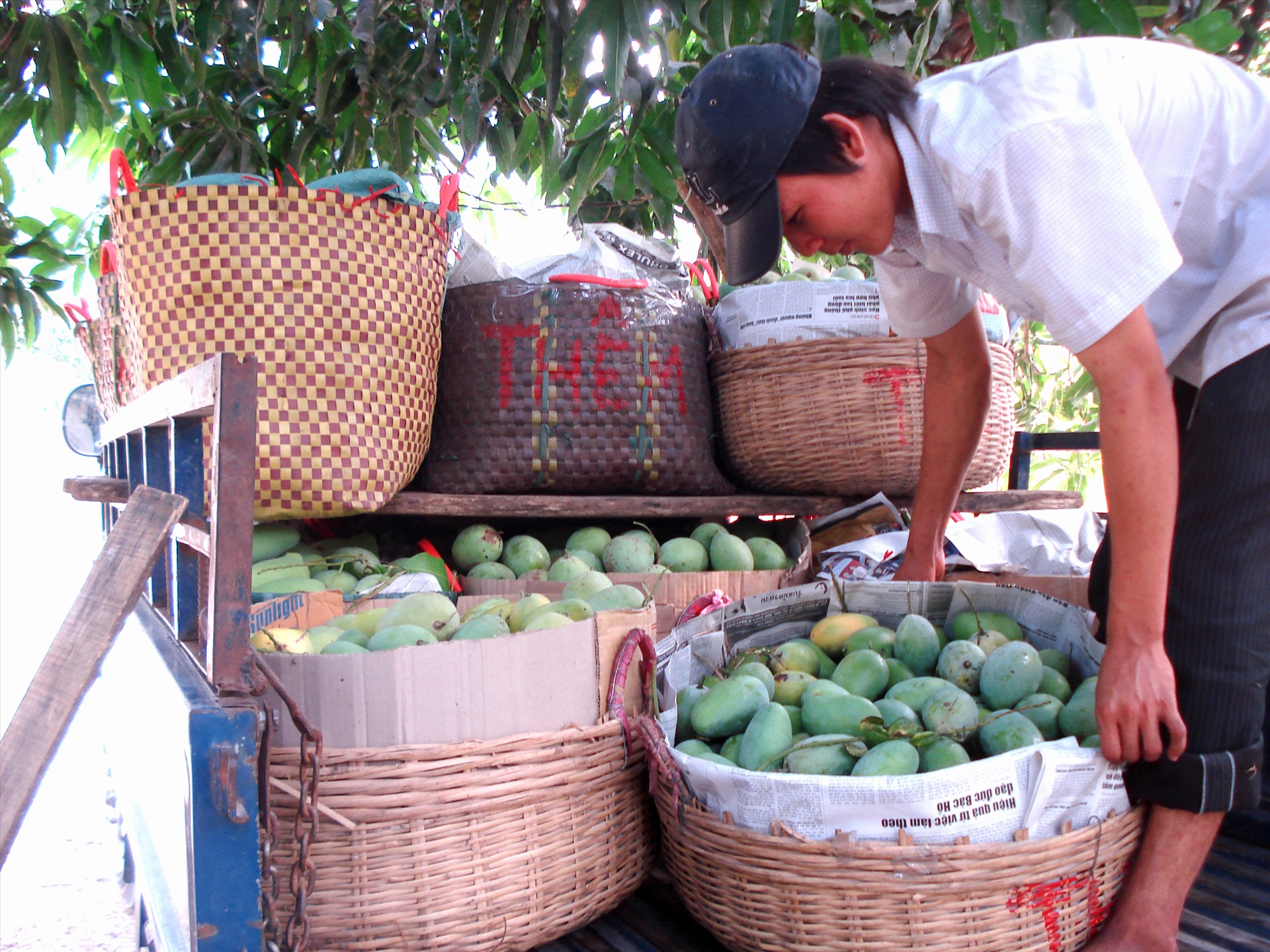 Nhiều địa phương ở An Giang đang vào giai đoạn thu hoạch xoài. Ảnh: LT