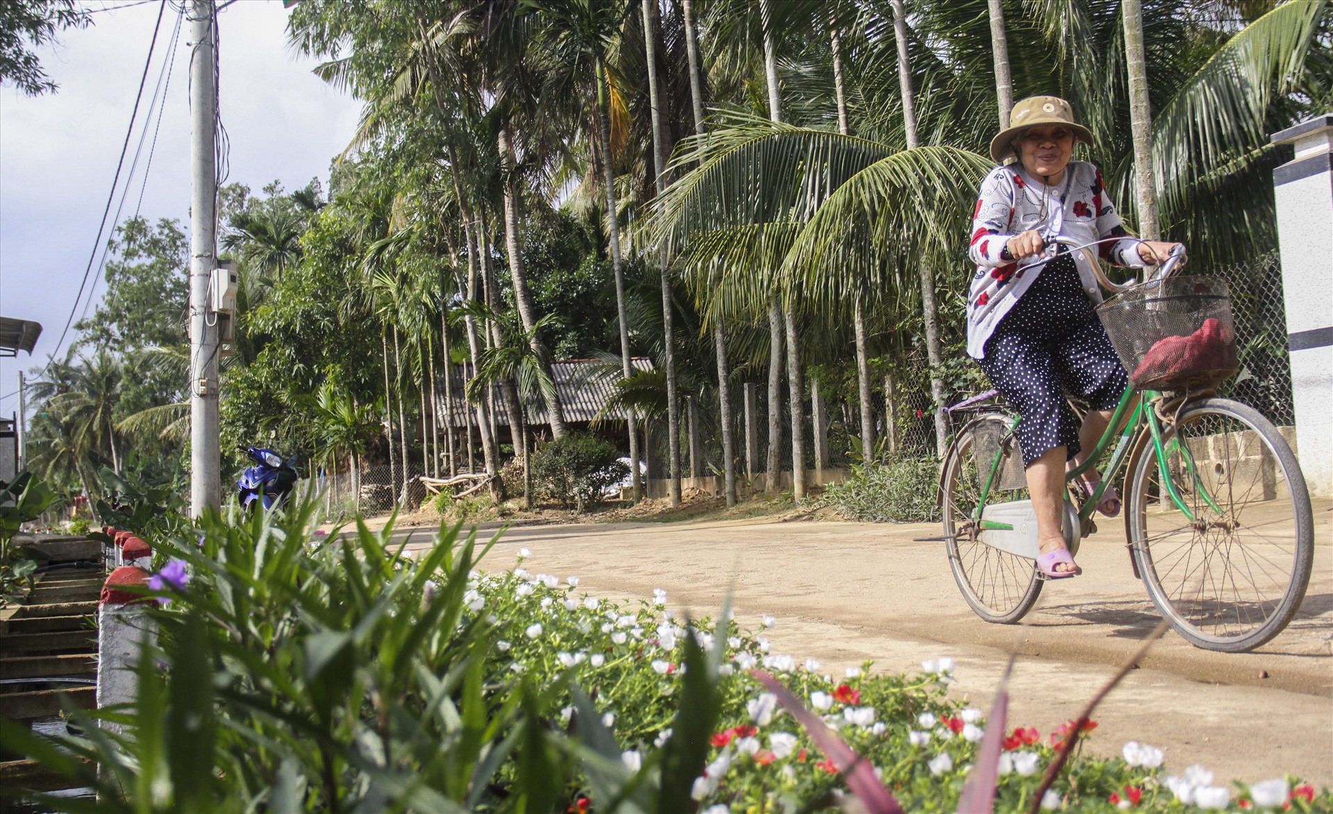 Dọc những con đường bê tông liên thôn ở Hoài Mỹ là những thảm hoa rực rỡ khiến nhiều người lần đầu qua đây phải trầm trồ.