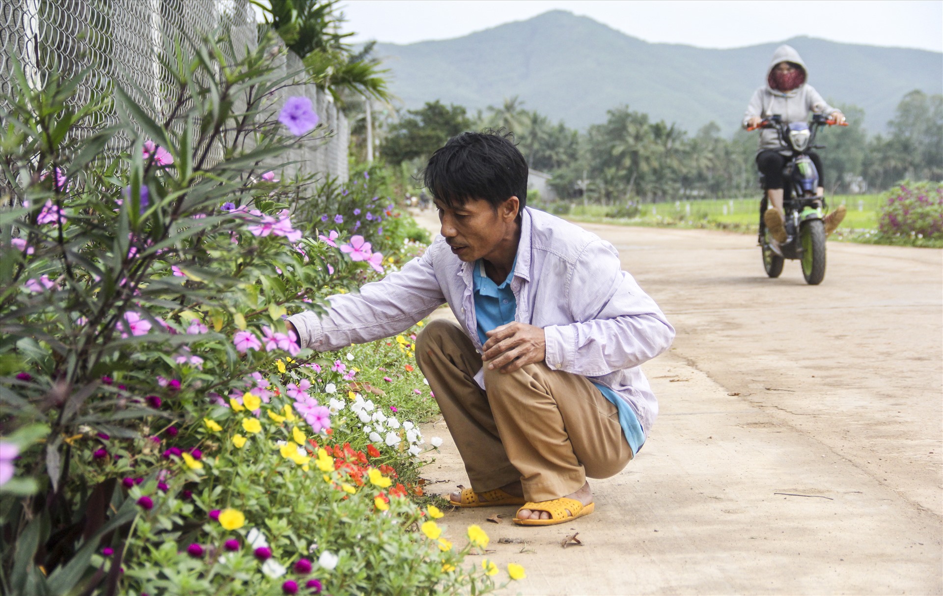 Để “phủ” hoa đoạn vỉa hè trước nhà mình, vợ chồng ông Trần Quốc Toản (45 tuổi, xã Hoài Mỹ) cất công “lùng” nhiều loại hoa độc đáo, nhiều màu sắc để trồng.