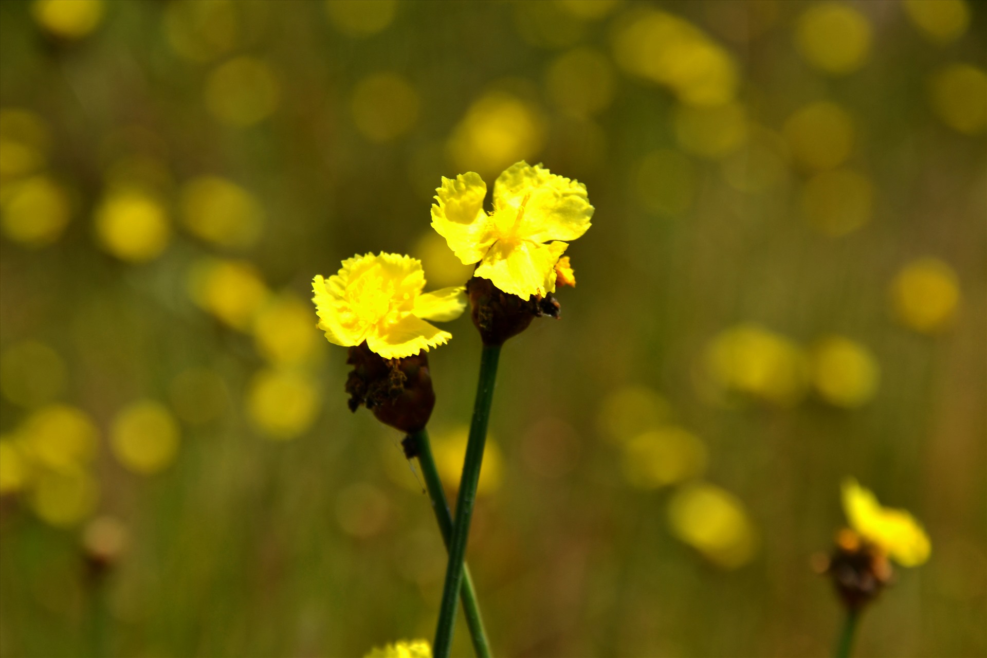 Cận cảnh hoa Hoàng Đầu Ấn. Ảnh: LT