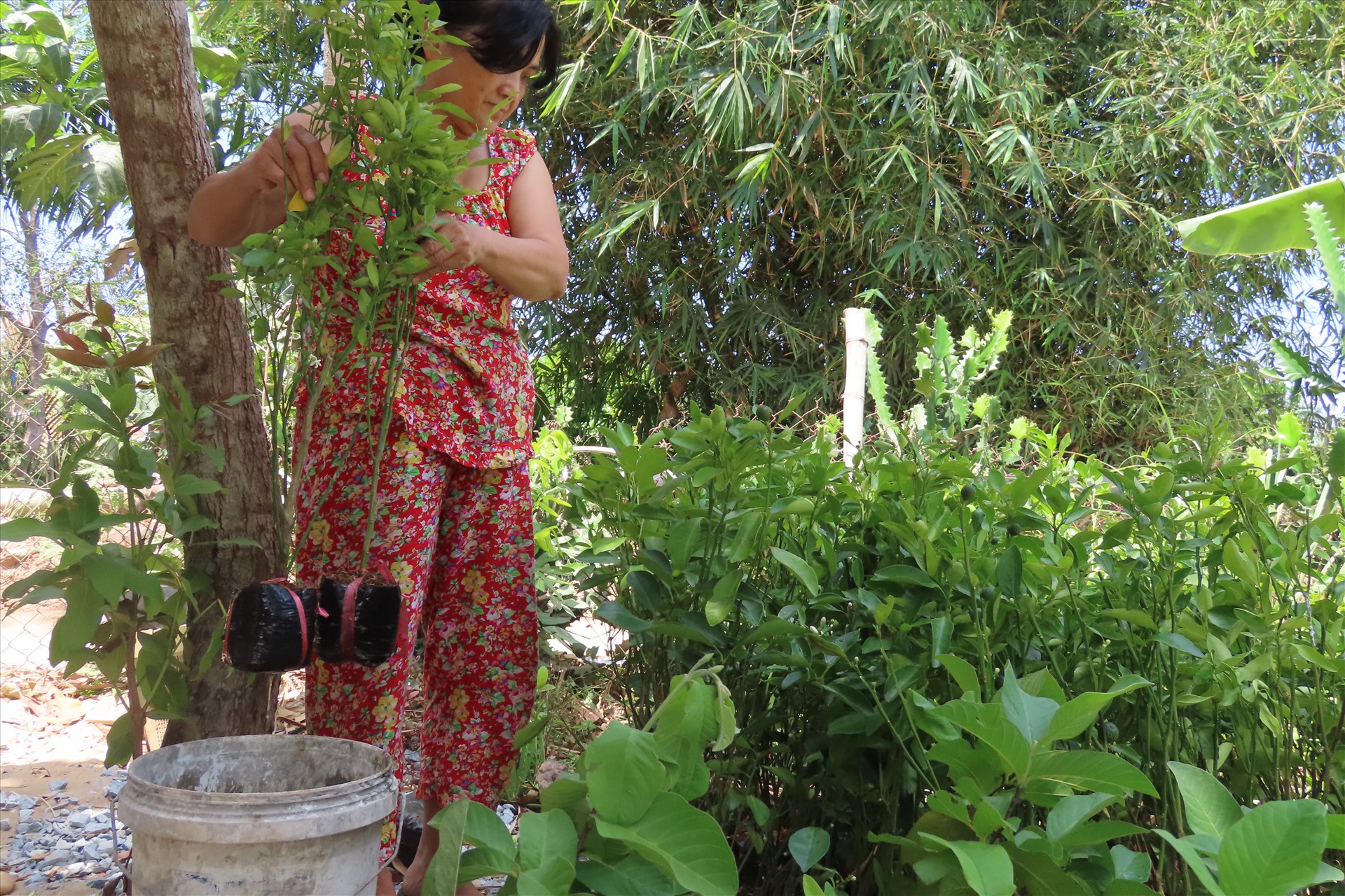 Nhà trồng cây giống, để tiết kiệm nước trong thời điểm khan hiếm này, bà Mai không dám tưới cây như thường ngày mà phải dùng thùng chứa nước rồi nhúng từng cây vào để tiết kiệm.
