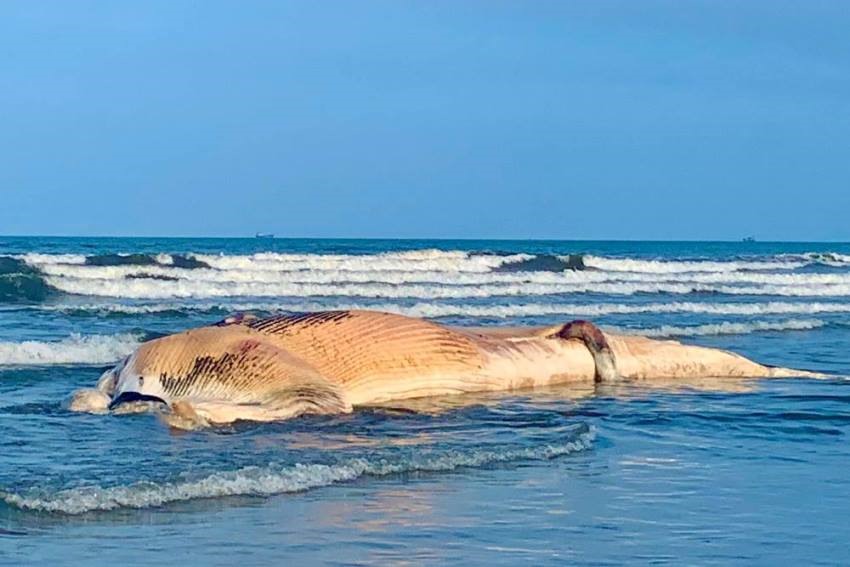 Con cá voi này được ngư dân địa phương nhận định nặng khoảng từ 7 - 10 tấn
