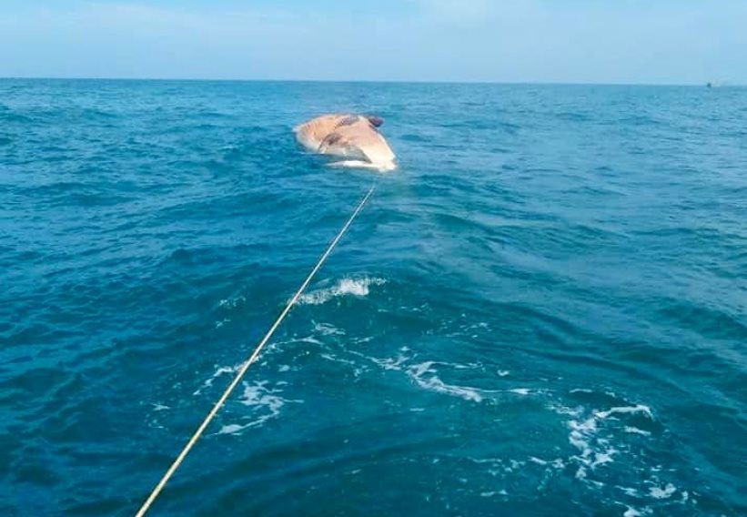 Ngư dân đi biển phát hiện cá voi chết đang dạt vào bờ biển cách bờ khoảng 1km thì họ buộc dây để kéo lên bờ