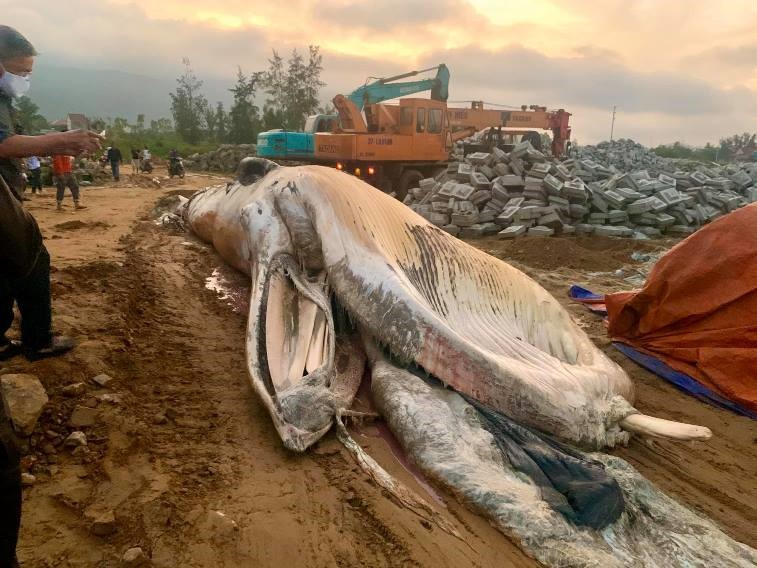 Con cá voi này đã chết khá lâu, đang trong giai đoạn phân hủy