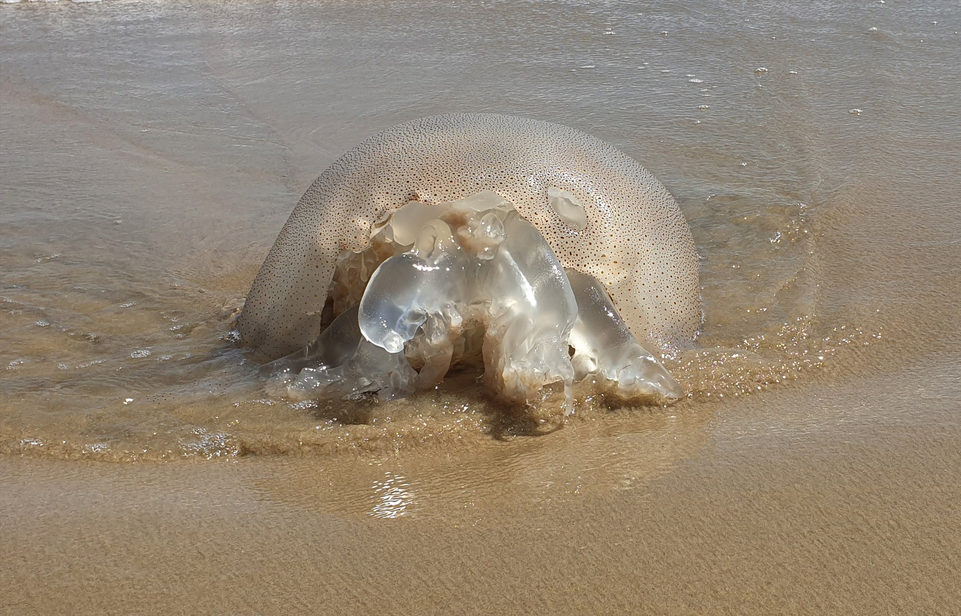 Những con sứa nặng khoảng 50 kg được ngư dân trải dài trên bãi cát trắng để cắt nhỏ ra đem xuống biển rửa sạch. Ảnh: Thanh Chung