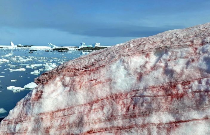 “Tuyết máu” xung quanh Cơ sở nghiên cứu Vernadsky của Ukraine, nằm trên đảo Galindez, ngoài khơi Nam Cực. Ảnh: NBC News