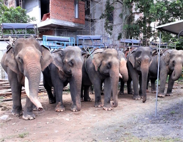 Hiện ở Đắk Lắk chỉ còn 44 cá thể voi nhà.