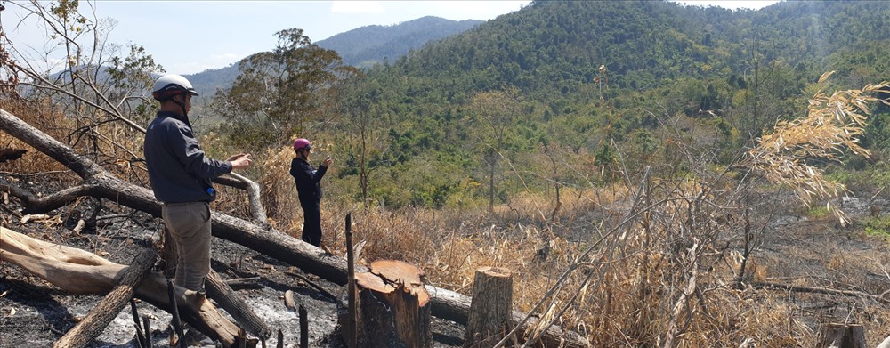 Hiện trường phá rừng tại tiểu khu 18 do Cty Chư Phả quản lý, bảo vệ. Ảnh: HL