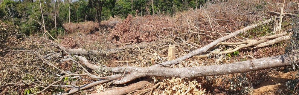 Theo ghi nhận, toàn bộ cánh rừng tại tiểu khu 22 bị phá tan hoang, không có dấu hiệu phục hồi. Ảnh: HL