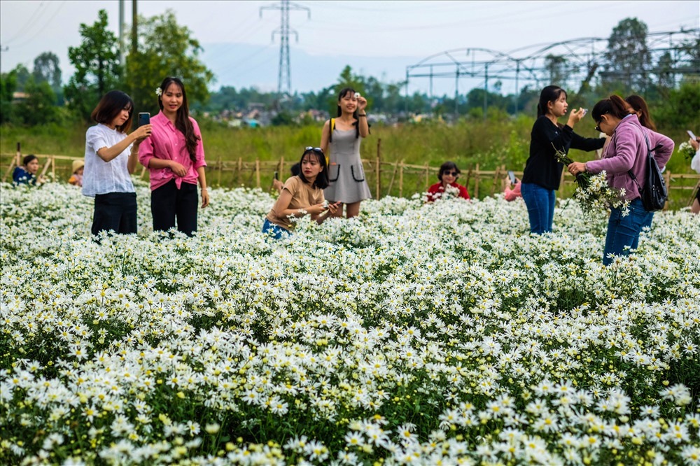 Ruộng Cúc họa mi tại Đà Nẵng. Ảnh: Hoàng Vinh