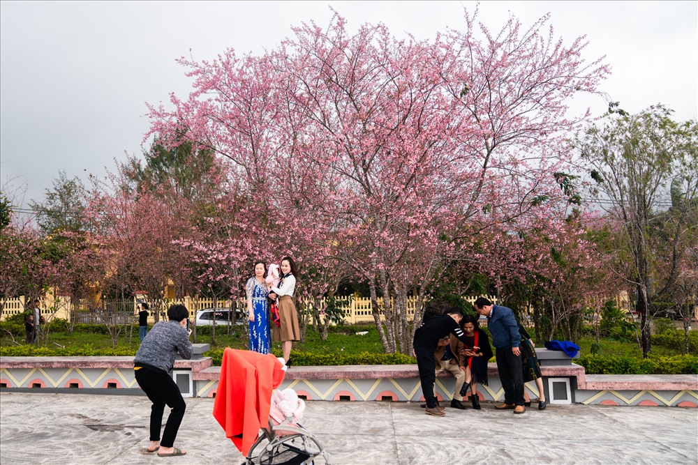 Hoa Anh đào ở Măng Đen. Ảnh: Hà Nguyễn