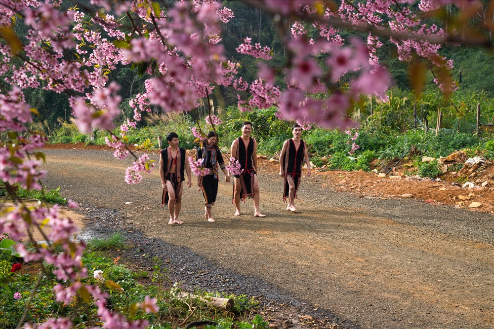 Anh đào tại Tây Nguyên đẹp như... ở Tây Bắc. Ảnh: Hà Nguyễn