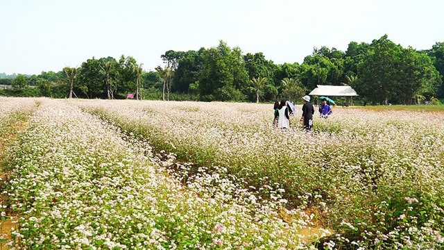 Cánh đồng hoa Tam giác mạch ở Đồng Mô, Hà Nội. Ảnh D.Tr