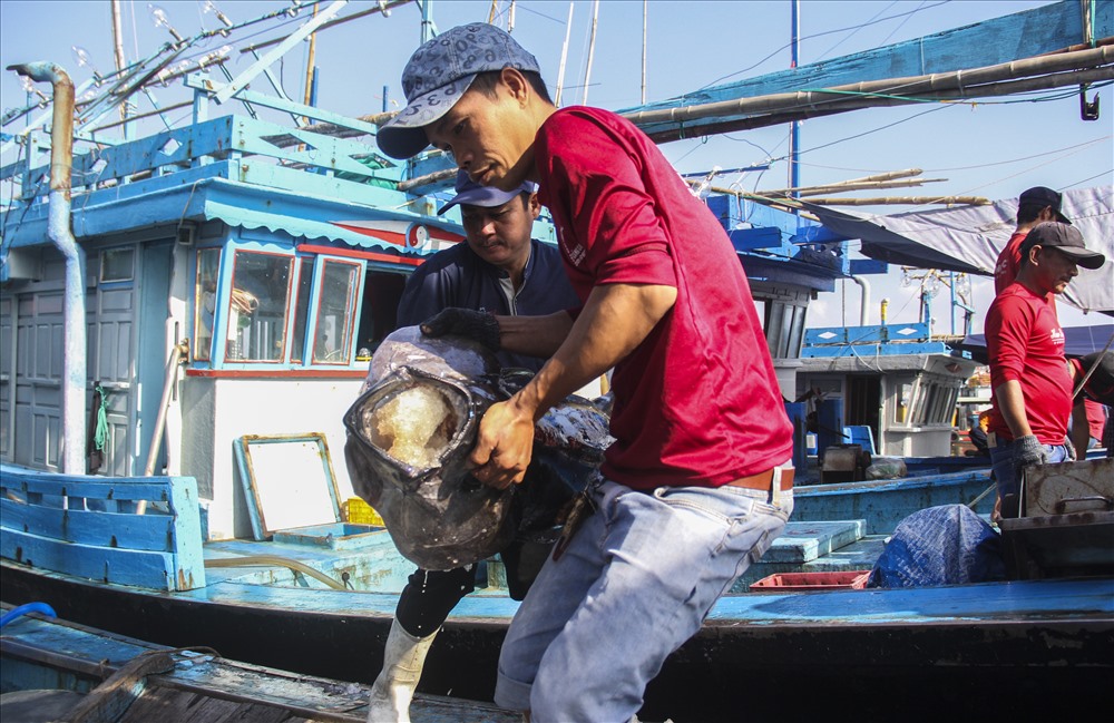 Theo ông Trần Công Thế (sinh năm 1972, ở huyện Hoài Nhơn, Bình Định) - chủ tàu cá BĐ 98064 TS, cá ngừ đại dương năm nay được các thương lái mua với giá 100 ngàn/kg, trong khi năm ngoái giá các từ 120-130 ngàn/kg.
