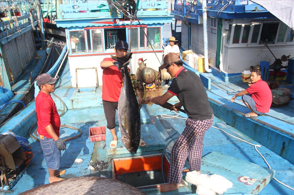 Ghi nhận tại cảng cá Quy Nhơn (TP.Quy Nhơn, Bình Định), hàng trăm tàu cá rồng rắn nối đuôi nhau cập cảng.