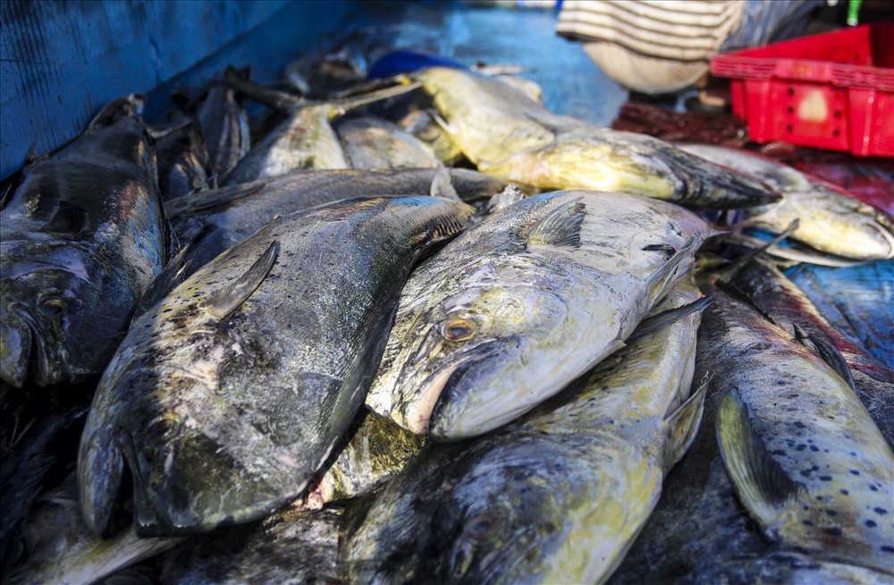 Ngoài cá ngừ đại dương, ngư dân Bình Định còn khai thác các loại cá khác như: cá cờ, cá thu,...