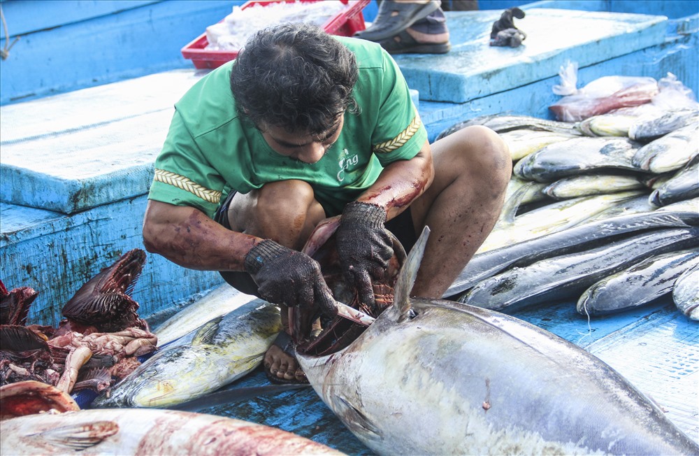 Ngư dân làm sạch ruột cá trước khi bán.