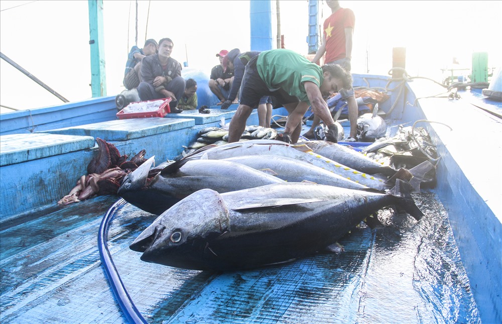 Cá Cá Ngừ PNG  Cá Cá Ngừ Transparent Clipart Miễn phí Tải về  Cá ngừ  Sticker Khổng lồ sòng  Cá cá ngừ