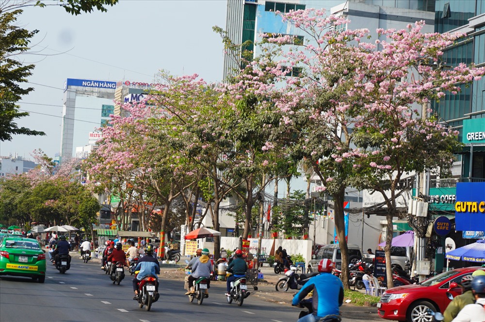 Hoa kèn hồng có nguồn gốc từ châu Mỹ, còn có tên gọi khác là hoa chuông hồng, được trồng thử nghiệm tại TPHCM từ năm 2009. Kèn hồng có màu sắc tựa như hoa anh đào, nở vào tháng 4 và kéo dài cho đến tháng 6. Năm nay thời tiết nắng nóng khiến kèn hồng cho bông sớm hơn mọi năm.