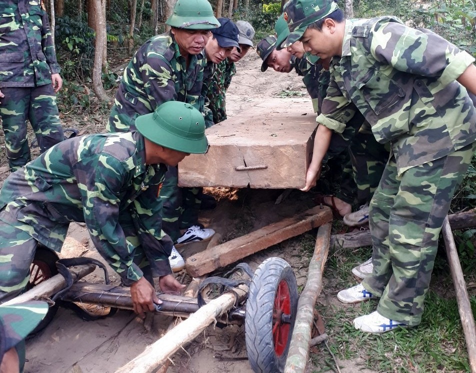 Lực lượng biên phòng vận chuyển gỗ lậu ra khỏi khu vực rừng. Ảnh: BP cung cấp.