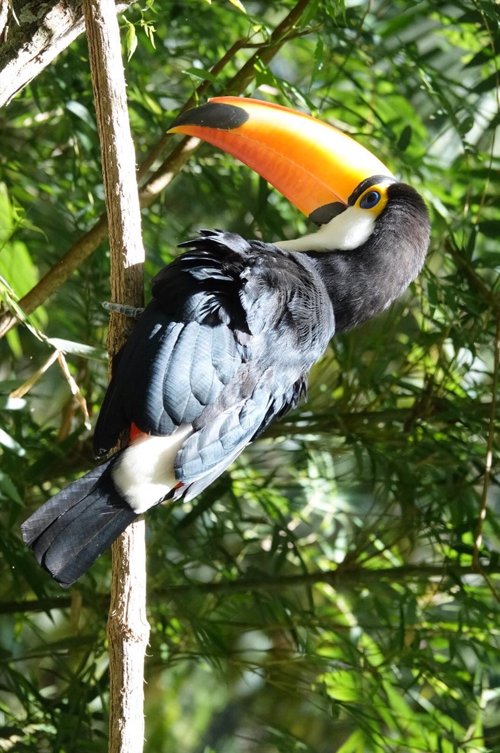 Một số các loài chim, thú trong Công viên Parque De Aves.