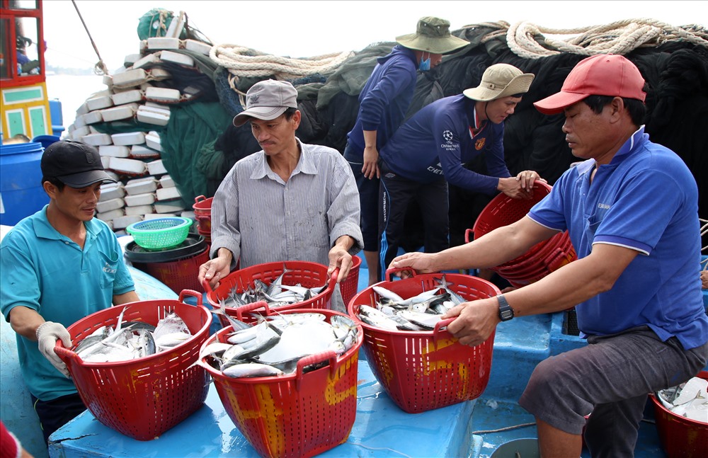 Tàu QNg 91757 công suất 750CV của ngư dân Quảng Ngãi thì ra biển cách đây 5 ngày. Khi đánh được 15 tấn cá, đầy khoang thì tàu cập bến ở Quảng Trị để bán cá.