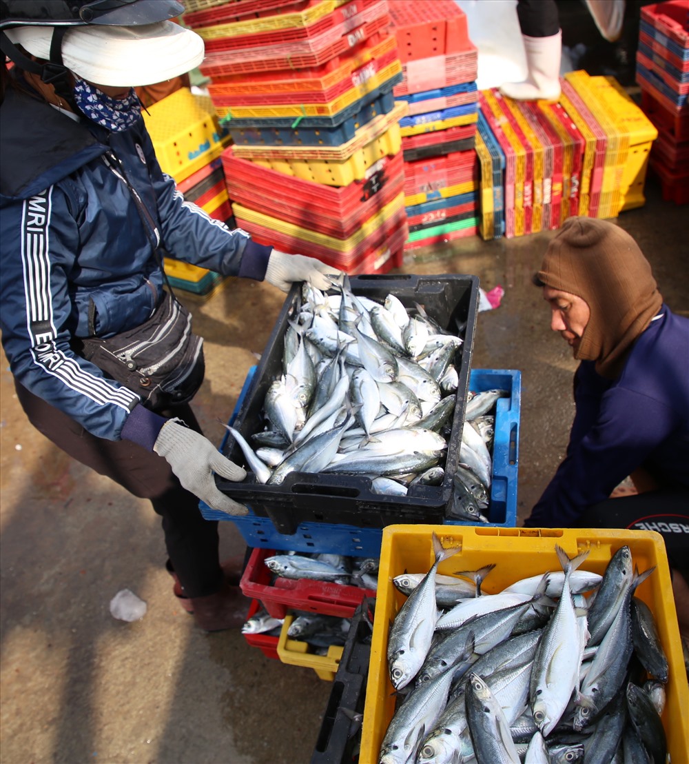 Các loại cá được thương lái đánh xe ôtô đến cảng thu mua. Sau đó cá được phân loại theo trọng lượng.