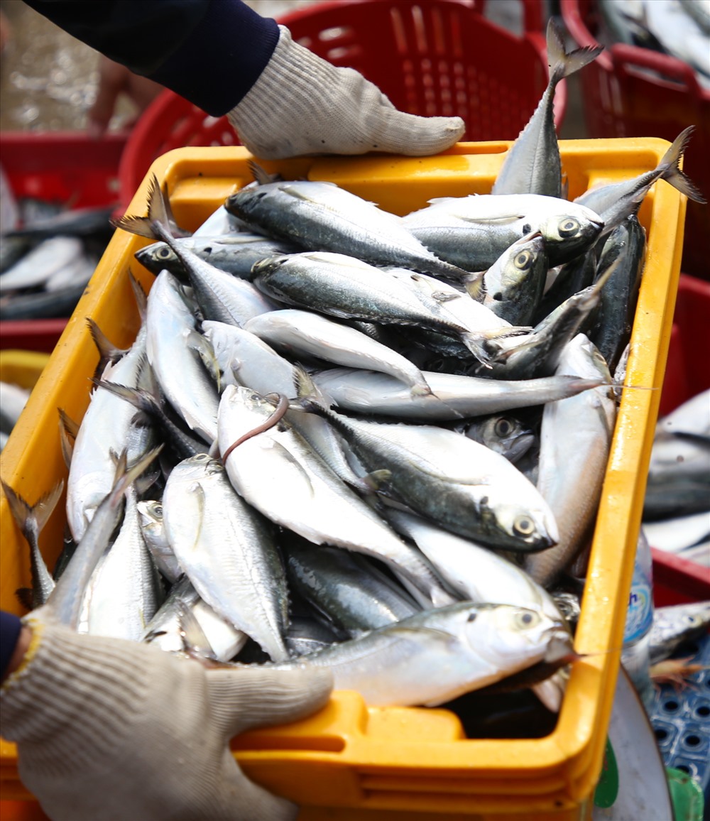 15 tấn cá tàu QNg 91757 bắt được cách bờ từ 40-50 hải lý là cá sòng. Mỗi kg cá sòng được thương lái thu mua tại cảng với giá từ 20 đến 35 nghìn đồng.