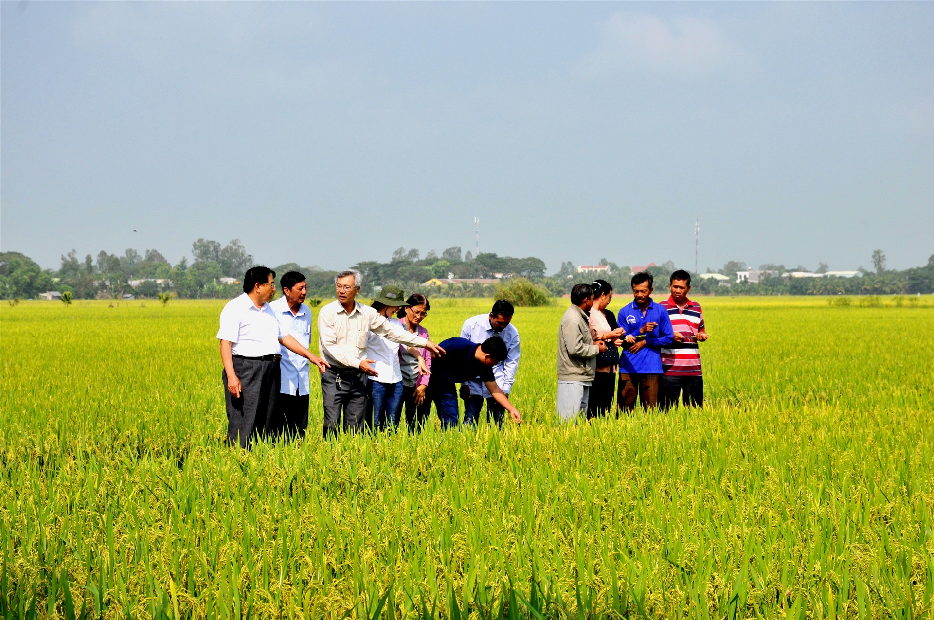 Ruộng lúa ở huyện Phú Tân (An Giang) được cho là cây lúa được bón sữa tươi, trứng gà. Ảnh: TL