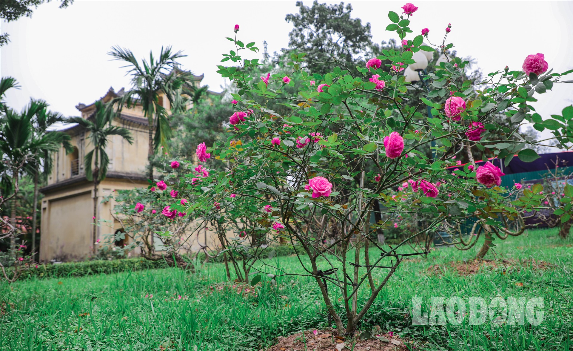 Hơn 500 cây hoa hồng được đem về trồng tại Hoàng Thành Thăng Long cách đây gần 3 tháng đã bắt đầu bung nở.