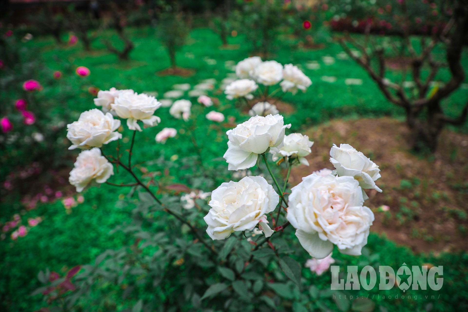 Những bông hoa hồng phấn đào không chỉ đẹp mà còn có hương thơm cổ điển dịu dàng. Cây lại sai hoa, hoa nở liên tục nhiều lần trong năm.