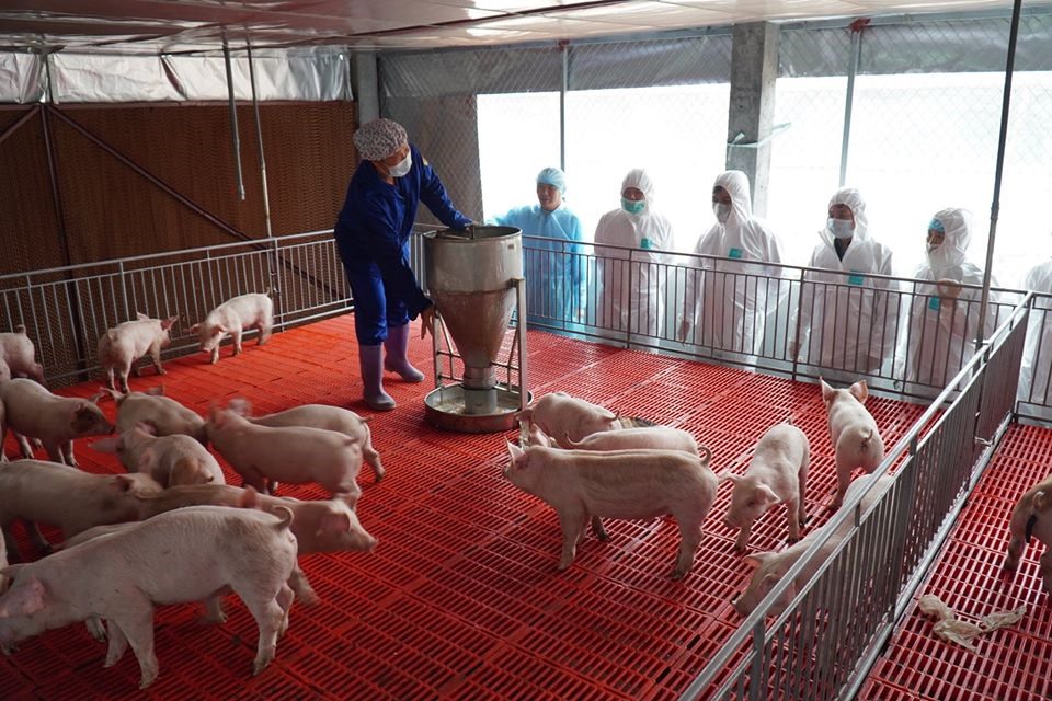 Với mô hình khép kín an toàn sinh học, khách đến tham quan trang trại chăn nuôi của bà Thìn phải thực hiện các biện pháp vô trùng. Ảnh: Văn Giang