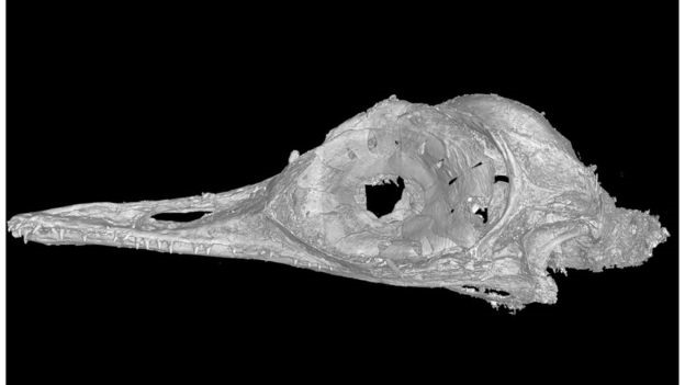 Ảnh xương sọ của loài khủng long Oculudentavis. Ảnh: LG.