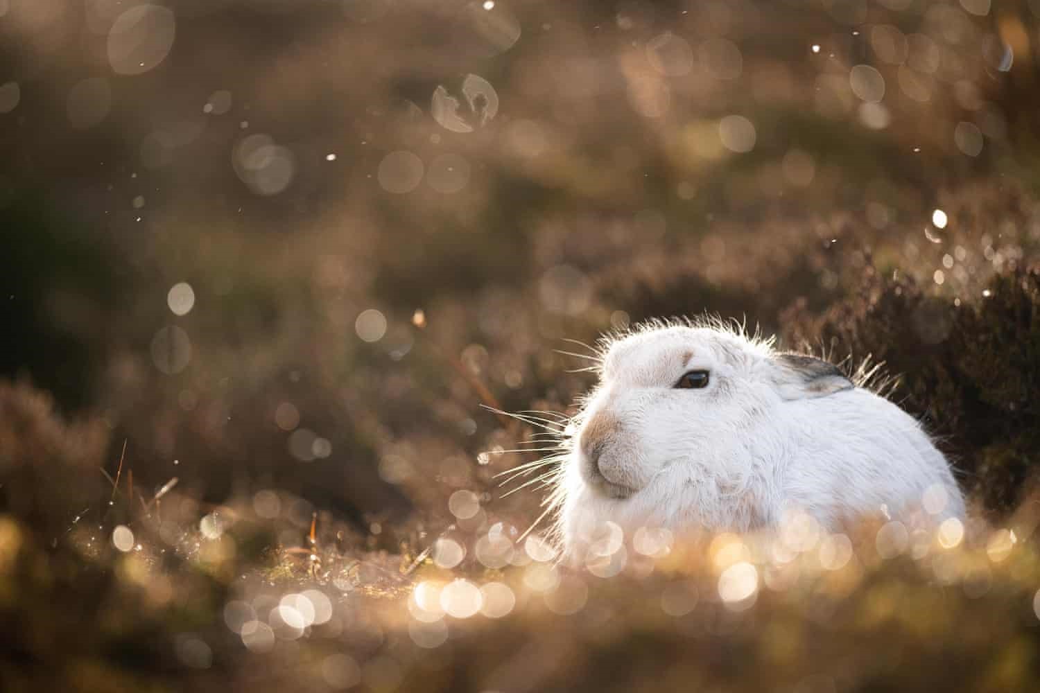 Ảnh chụp một con thỏ rừng của Joshua Copping.
