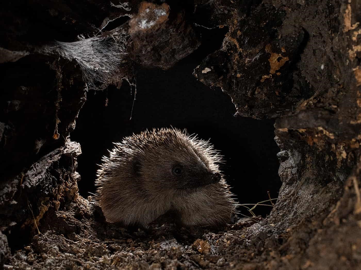 Một con nhím đang khám phá hốc cây của nhiếp ảnh gia Cate Barrow.