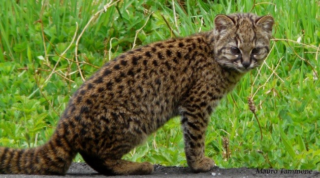 4. Spotted Cat This small-headed feral cat lives mainly in Chile and some areas in Argentina.  They spend most of their time resting in ravines and watching out for their prey.  Locals sometimes call them "vampire" cats because of the two bites they leave on their prey.