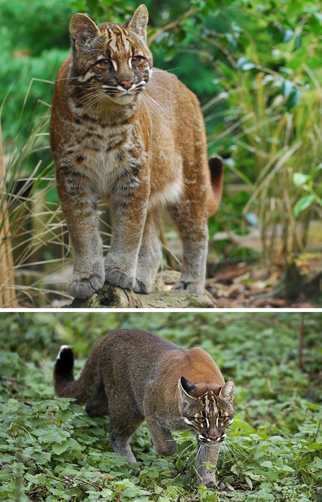 6. Asian Golden Cat This is a type of cat that often hides and is hard to find anywhere in nature.  Scientists had to use special digital collars to learn more about the cat's habitat and activities.  They are usually active during the day and prefer to hunt on the ground.