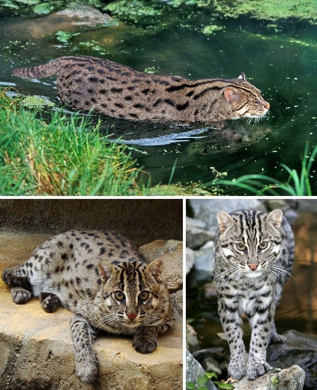 2. Fishing Cat We used to think that cats hated water, but this type of cat proves to us that it's not.  Their strangest feature is the membrane on the bottom of their toes that allows them to swim underwater.  They are twice the size of a domestic cat.  They are not usually aggressive but can certainly defend themselves when needed.